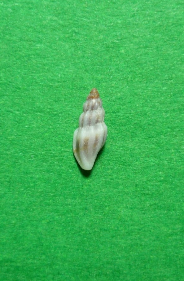 Mangelia striolata?